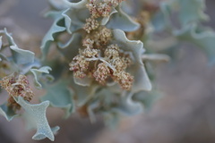 Atriplex hymenelytra