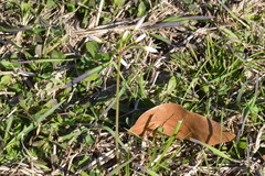 Nothoscordum bivalve