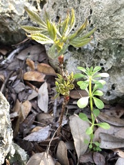 Aesculus glabra arguta