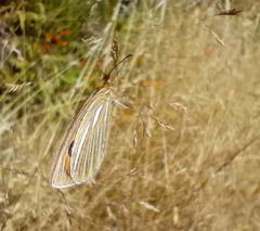 Argyrophenga antipodum