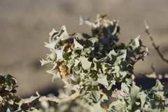 Atriplex hymenelytra