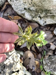 Aesculus glabra arguta