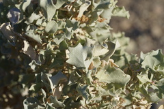 Atriplex hymenelytra