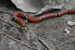 Micrurus diastema