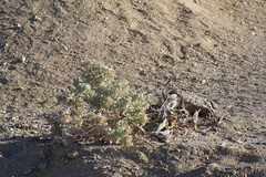 Atriplex hymenelytra