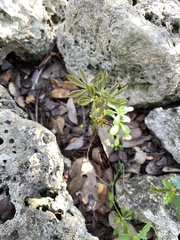 Aesculus glabra arguta