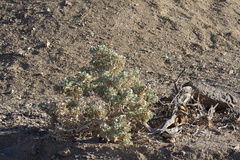 Atriplex hymenelytra