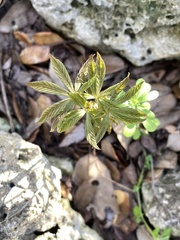 Aesculus glabra arguta