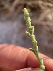 Allenrolfea occidentalis