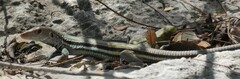 Pholidoscelis auberi