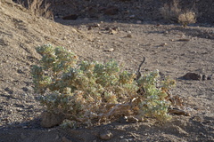 Atriplex hymenelytra