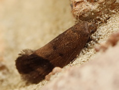 Pycnocera hypoxantha