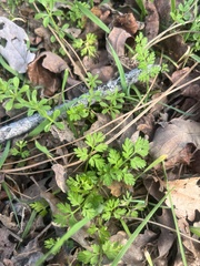 Anthriscus caucalis