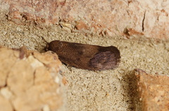 Pycnocera hypoxantha