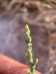 Allenrolfea occidentalis