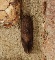 Pycnocera hypoxantha