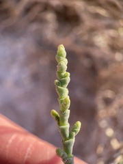 Allenrolfea occidentalis