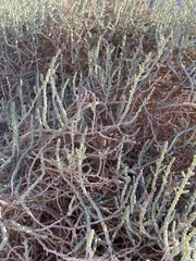 Allenrolfea occidentalis