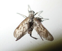 Furia ithacensis