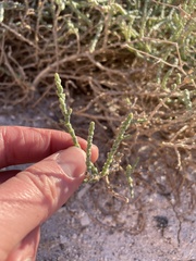 Allenrolfea occidentalis