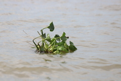 Pontederia crassipes