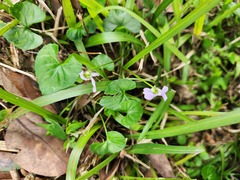 Viola arcuata