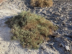 Allenrolfea occidentalis