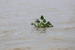 Pontederia crassipes