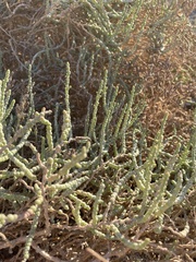 Allenrolfea occidentalis