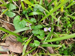 Viola arcuata