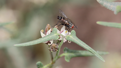 Epicoronimyia mundelli