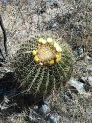Ferocactus histrix
