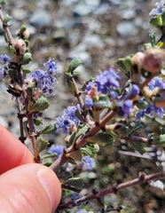 Ceanothus rigidus