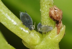 Aphis sedi