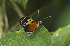Heliconius numata