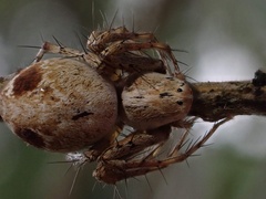 Oxyopes variabilis