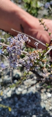 Ceanothus rigidus