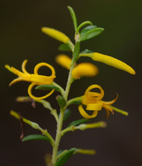 Persoonia terminalis recurva