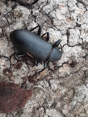 Alobates pensylvanicus