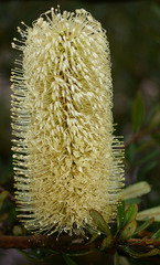 Banksia canei