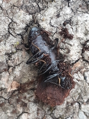 Alobates pensylvanicus