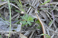 Euphorbia spathulata