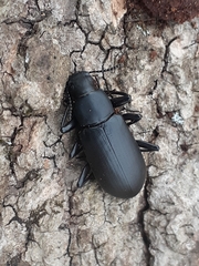 Alobates pensylvanicus