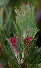 Adenanthos × cunninghamii