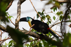 Ramphastos vitellinus