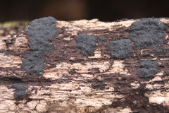 Glonium stellatum