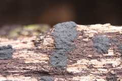 Glonium stellatum