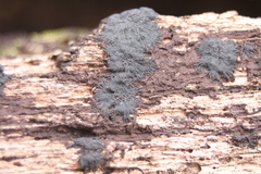 Glonium stellatum