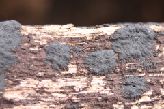 Glonium stellatum
