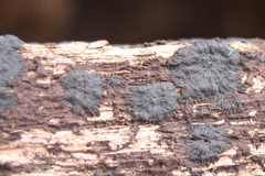 Glonium stellatum